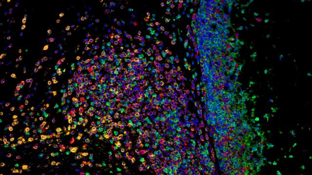 scaffold assisted vaccine